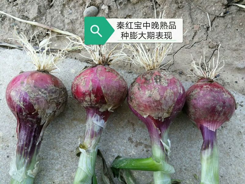 精装秦红宝早熟3号/晚熟6号紫红皮椭圆葱种子