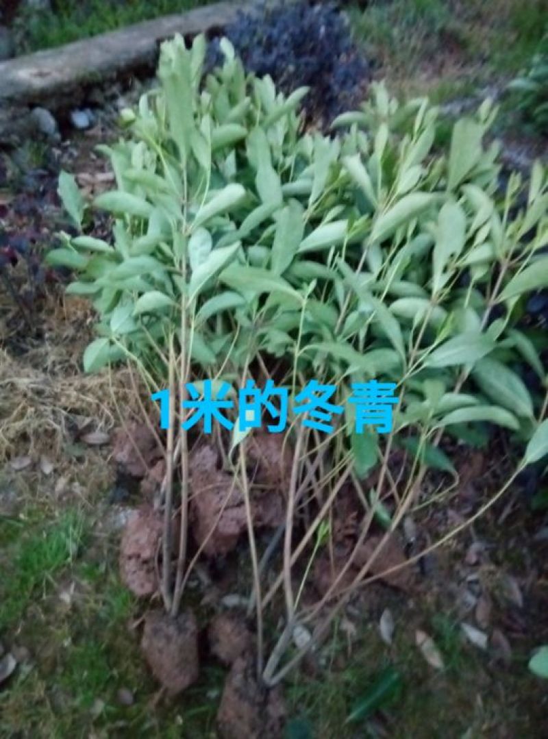 冬青2~4cm0.5~1米
