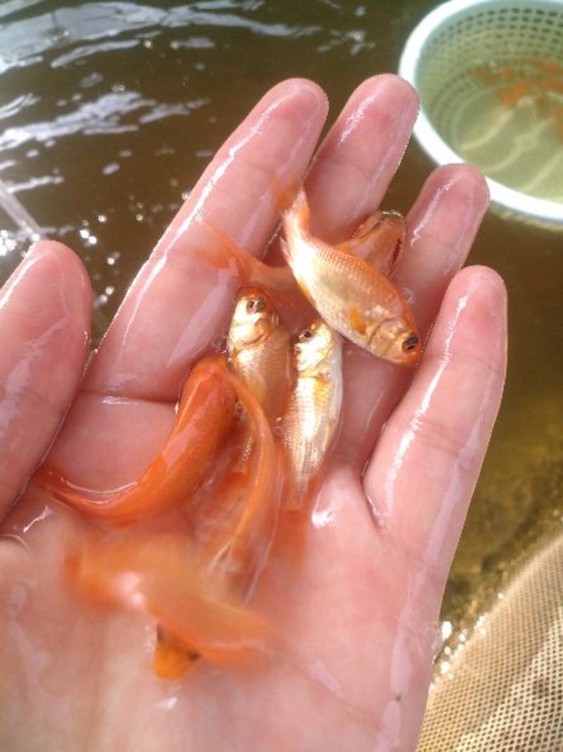 红鲤鱼苗兴国红鲤鱼苗3-4公分产地直供