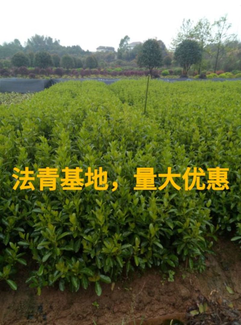 法国冬青，80Cm一200Cm，叶色淡绿，肥大