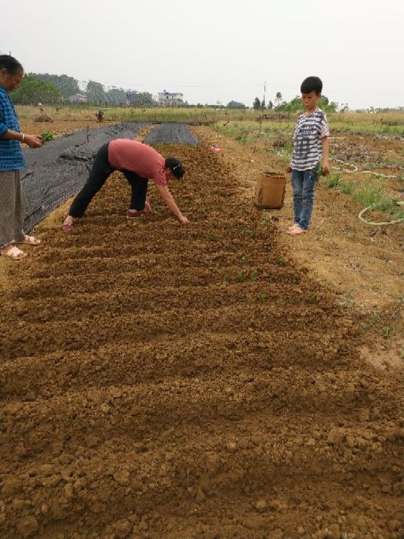 红橘苗，爱媛，春见，血橙，脐橙，金秋沙糖