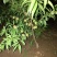 红橘苗，爱媛，春见，血橙，脐橙，金秋沙糖
