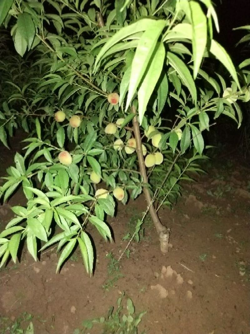 红橘苗，爱媛，春见，血橙，脐橙，金秋沙糖