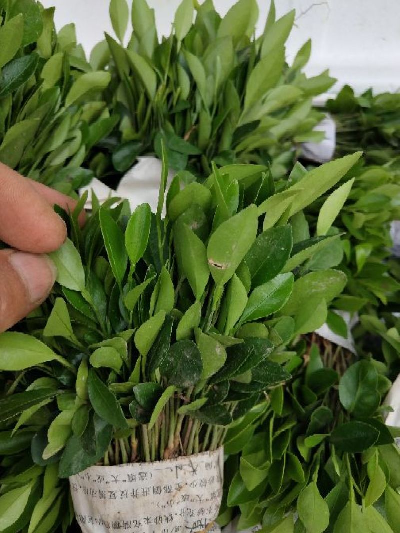 红橘苗，爱媛，春见，血橙，脐橙，金秋沙糖