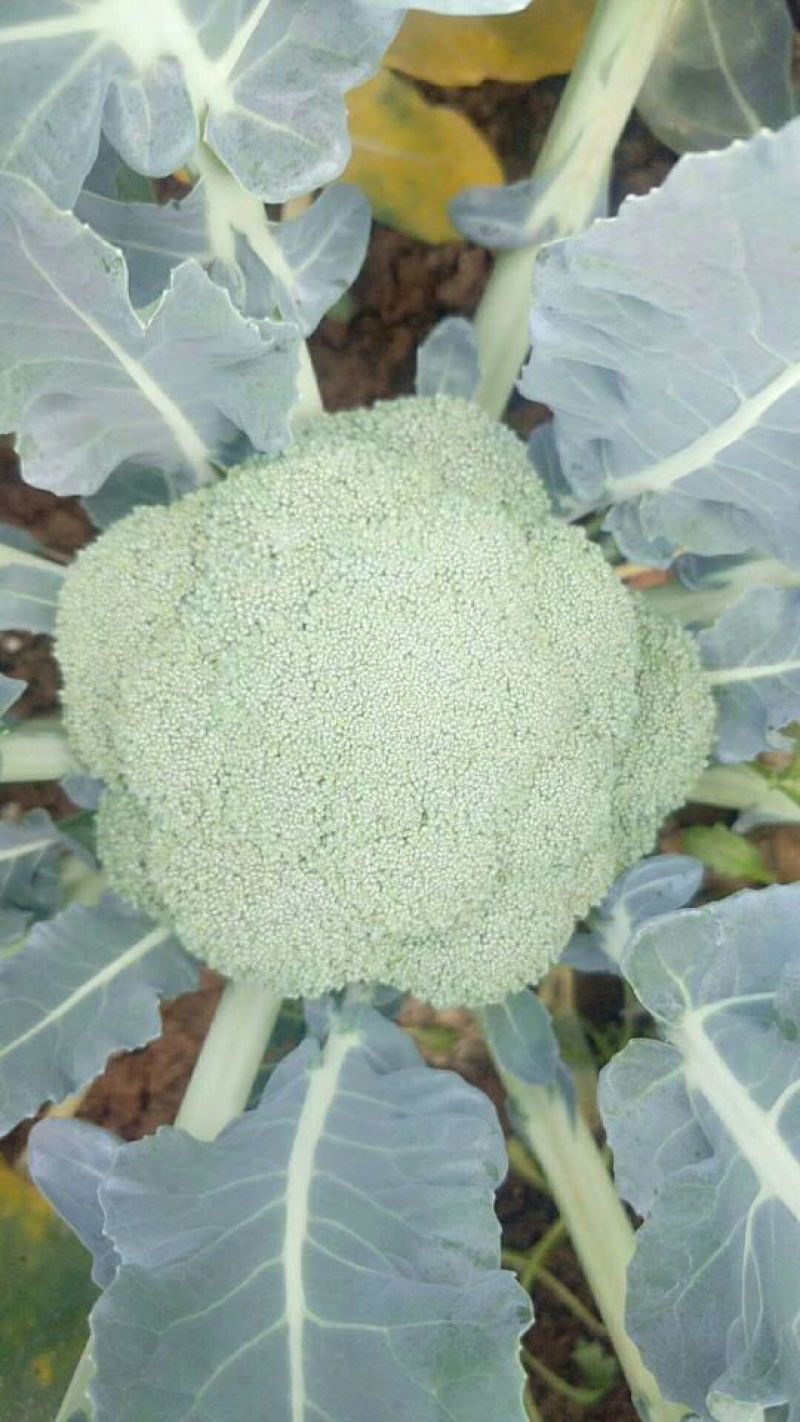 耐寒优秀西兰花0.8~1.2斤