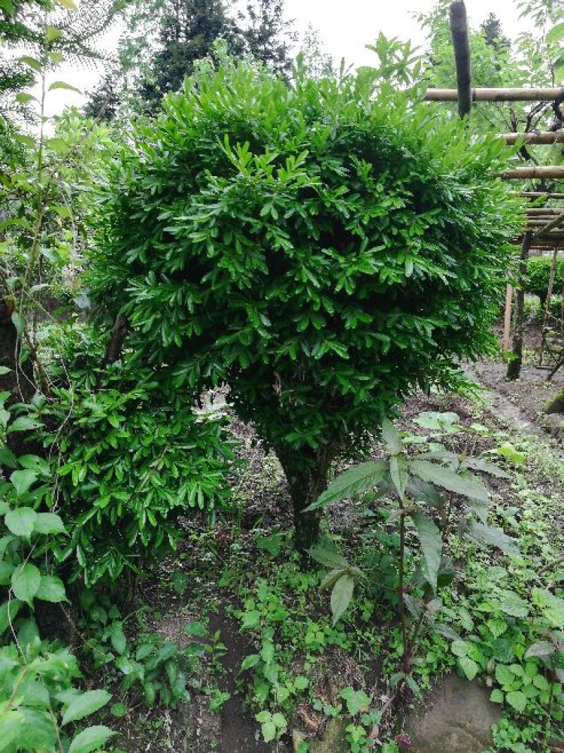 雀舌黄杨独杆多杆1至8厘米万年青千年矮