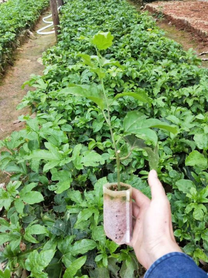 黄金百香苗百香果百香果苗