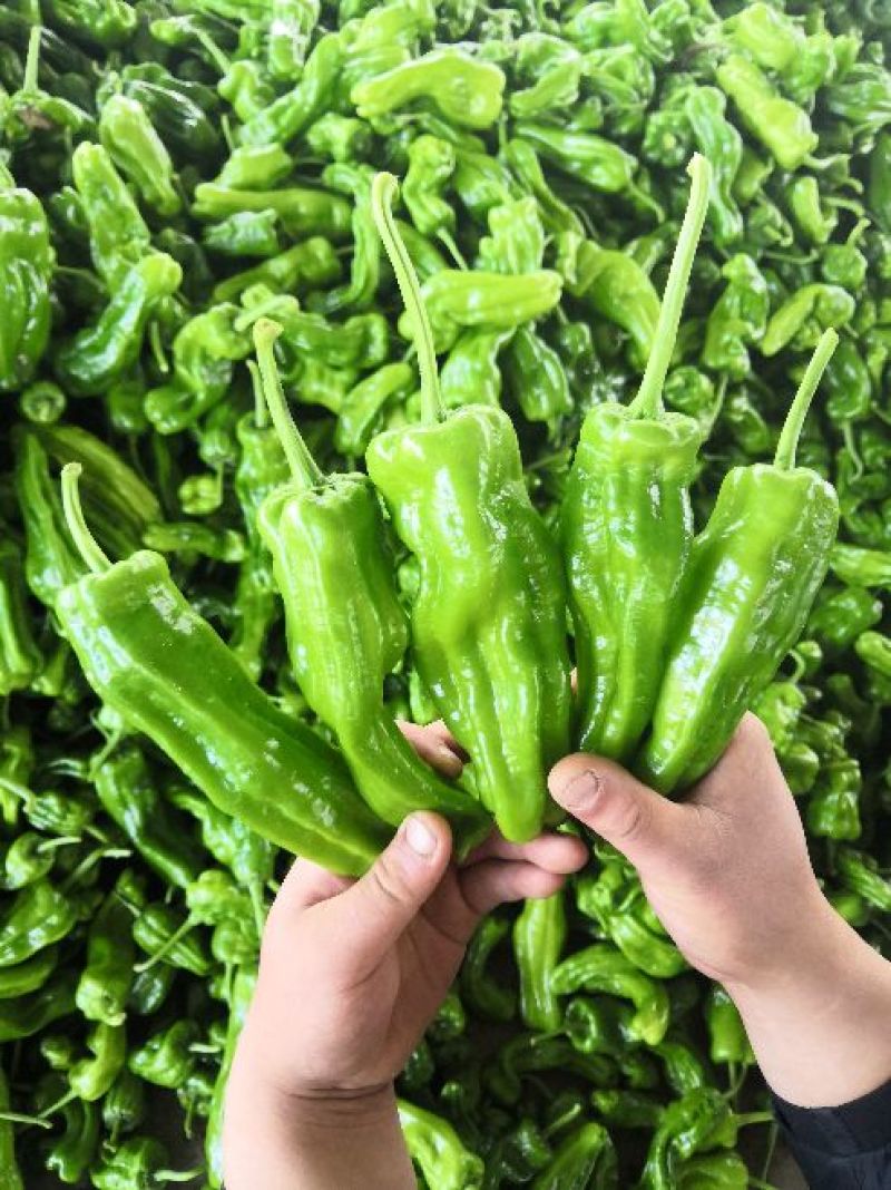 山东薄皮椒芜湖椒10~15厘米青中辣大量上市