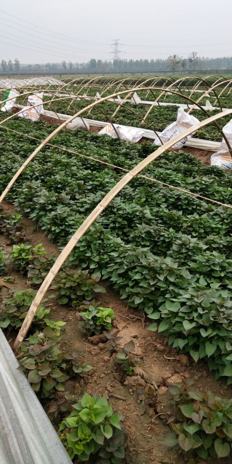 陆良红薯苗基地大量供应。商薯19薯，原种脱毒，红皮白心