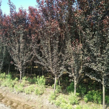 紫叶李