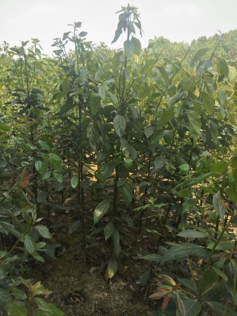 香樟树形好价格美丽质量保障欢迎订购