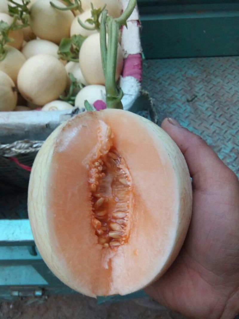 香瓜瑞红四月份大量有货