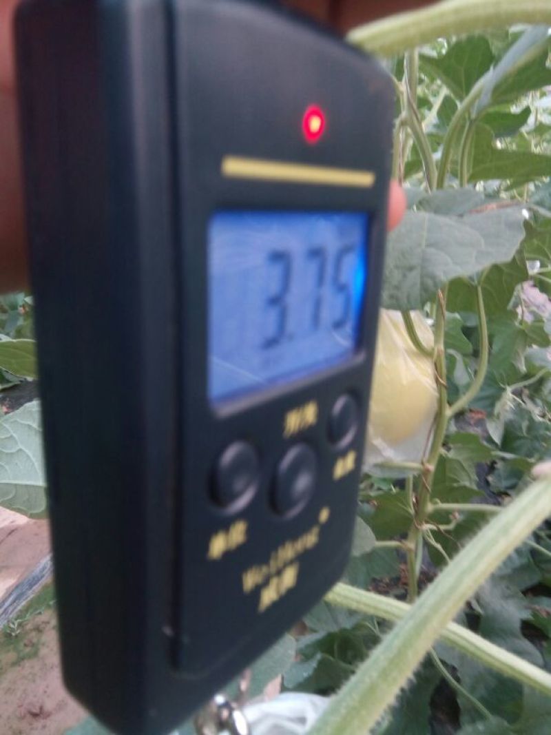 香瓜瑞红四月份大量有货