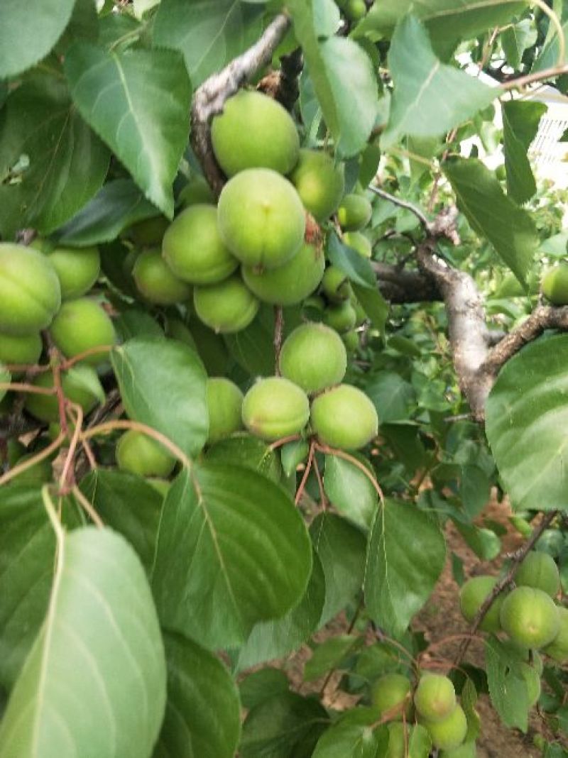 青太阳杏