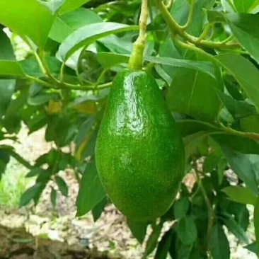 牛油果苗