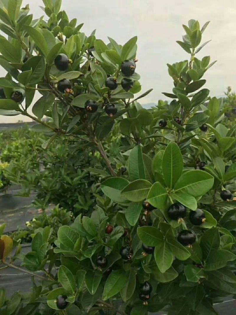 巴西樱桃苗