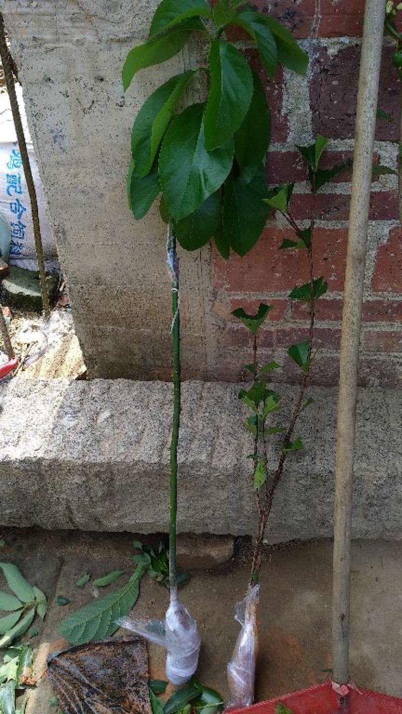 牛油果苗