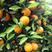 夏橙果面干净，口感甜，大量上市，皮薄无渣价格便宜