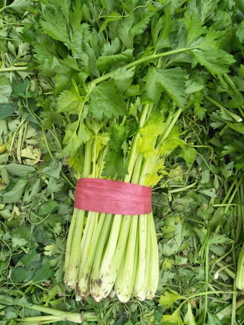 大棚西芹大量上市，欢迎采购。