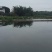 红鲤红鲤鱼鲤鱼