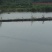 红鲤红鲤鱼鲤鱼
