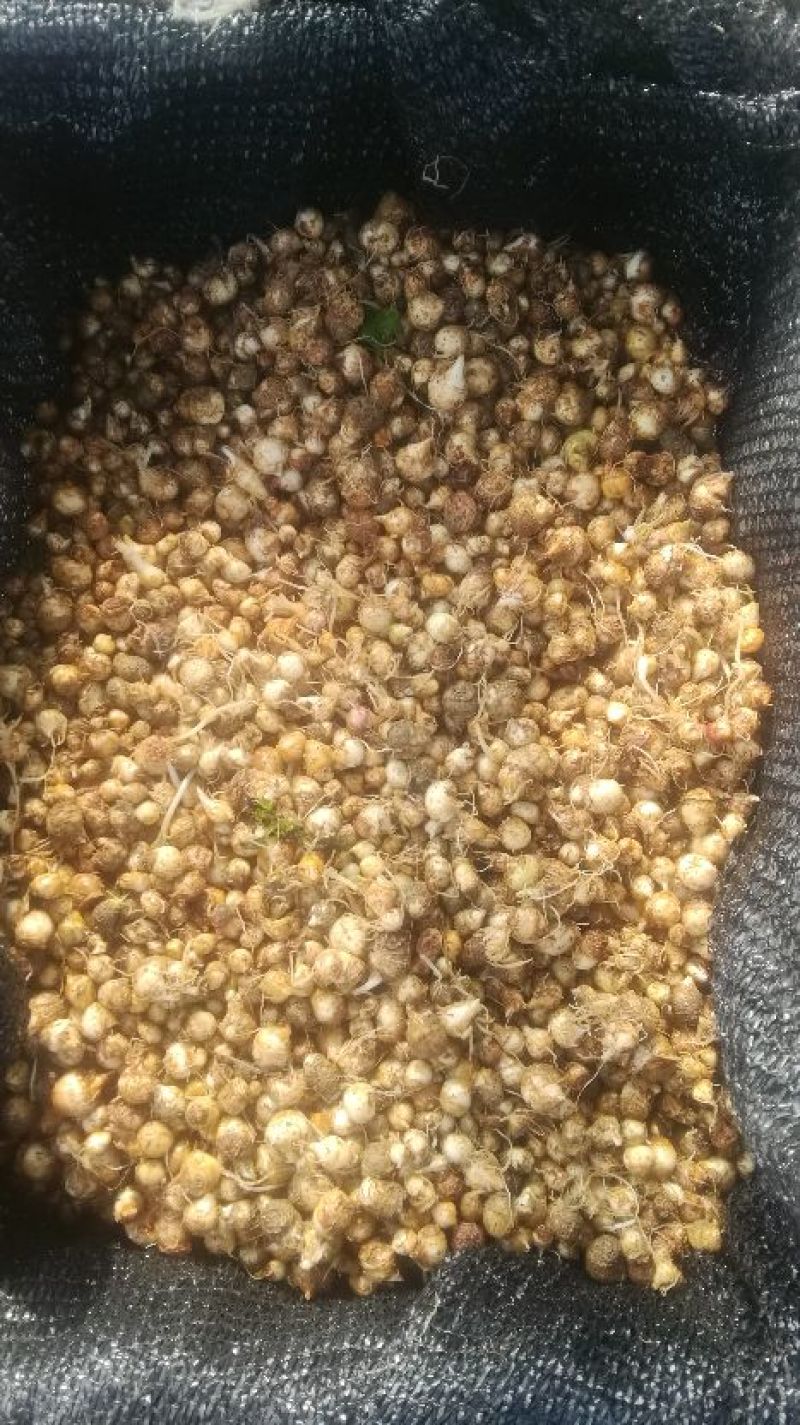 江西道地野生旱半夏种茎。