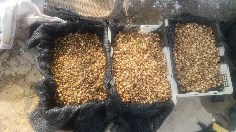 江西道地野生旱半夏种茎。