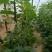 密刺黄瓜干花带刺22~25公分