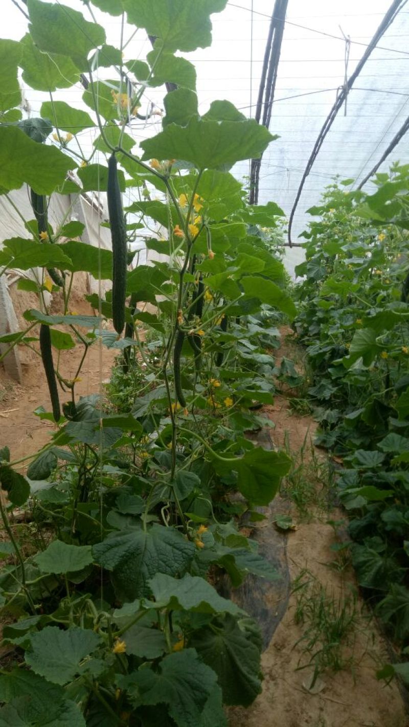 密刺黄瓜干花带刺22~25公分