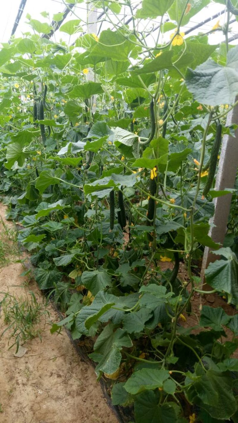 密刺黄瓜干花带刺22~25公分