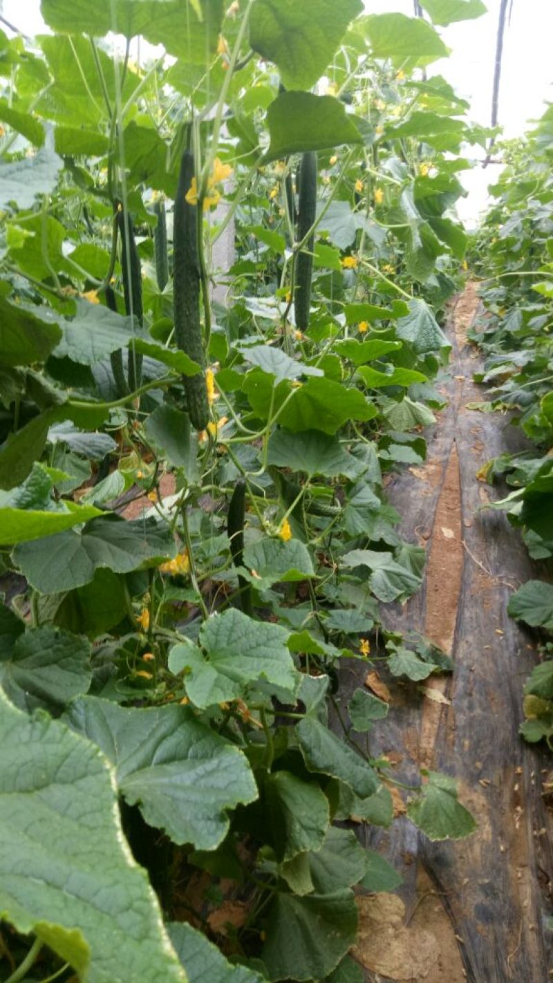 密刺黄瓜干花带刺22~25公分