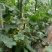 密刺黄瓜干花带刺22~25公分