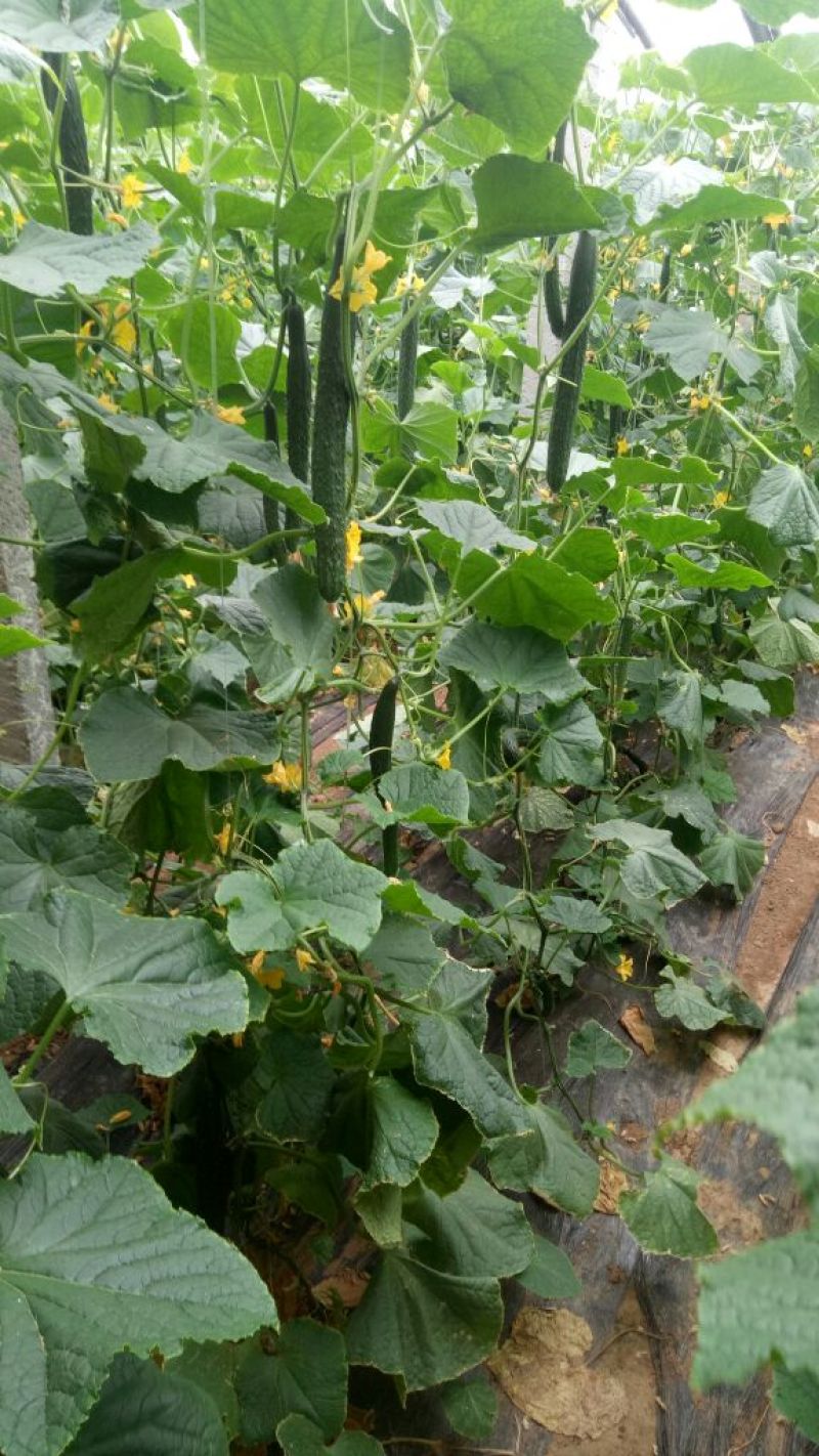 密刺黄瓜干花带刺22~25公分