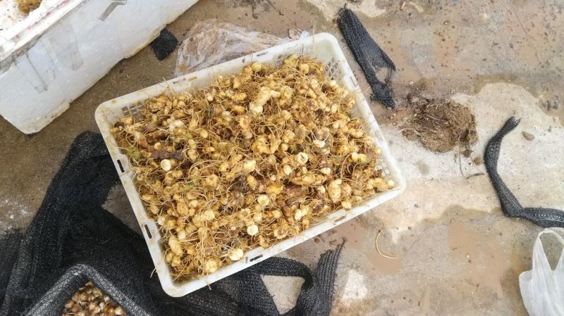 江西道地野生多花黄精种茎