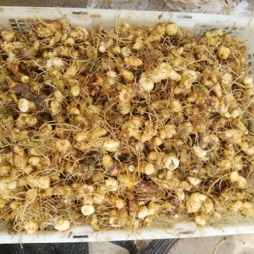 江西道地野生多花黄精种茎