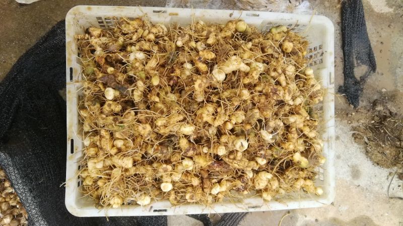 江西道地野生多花黄精种茎