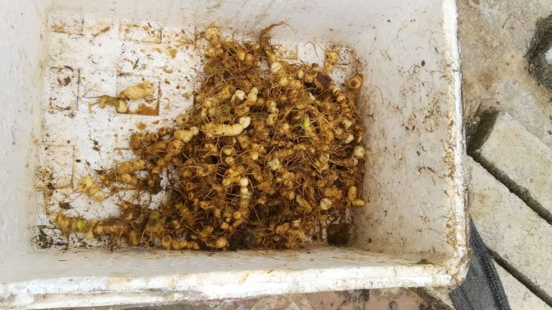 江西道地野生多花黄精种茎