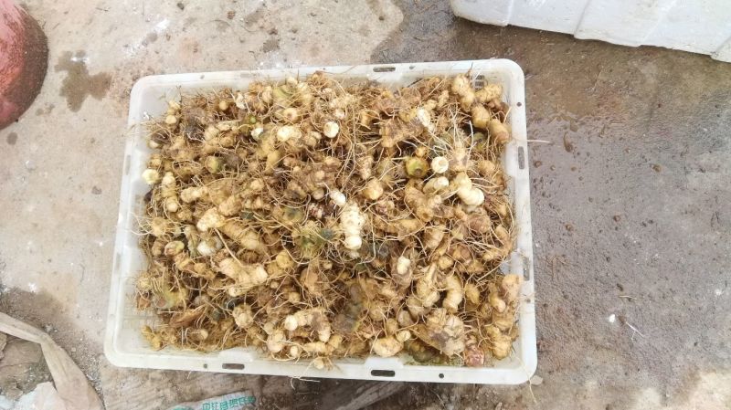 江西道地野生多花黄精种茎