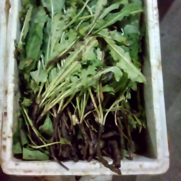 蒲公英