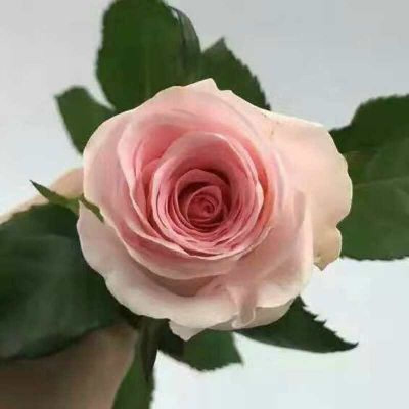 大花香水月季