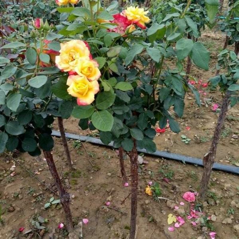 树桩月季