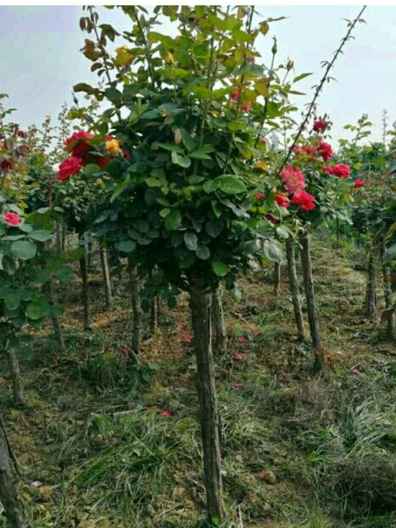 树桩月季