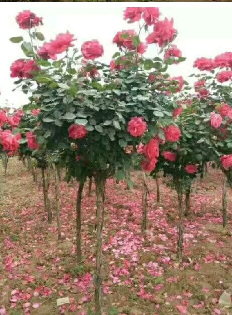 树桩月季