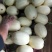 东方蜜，芝麻密，白薄皮