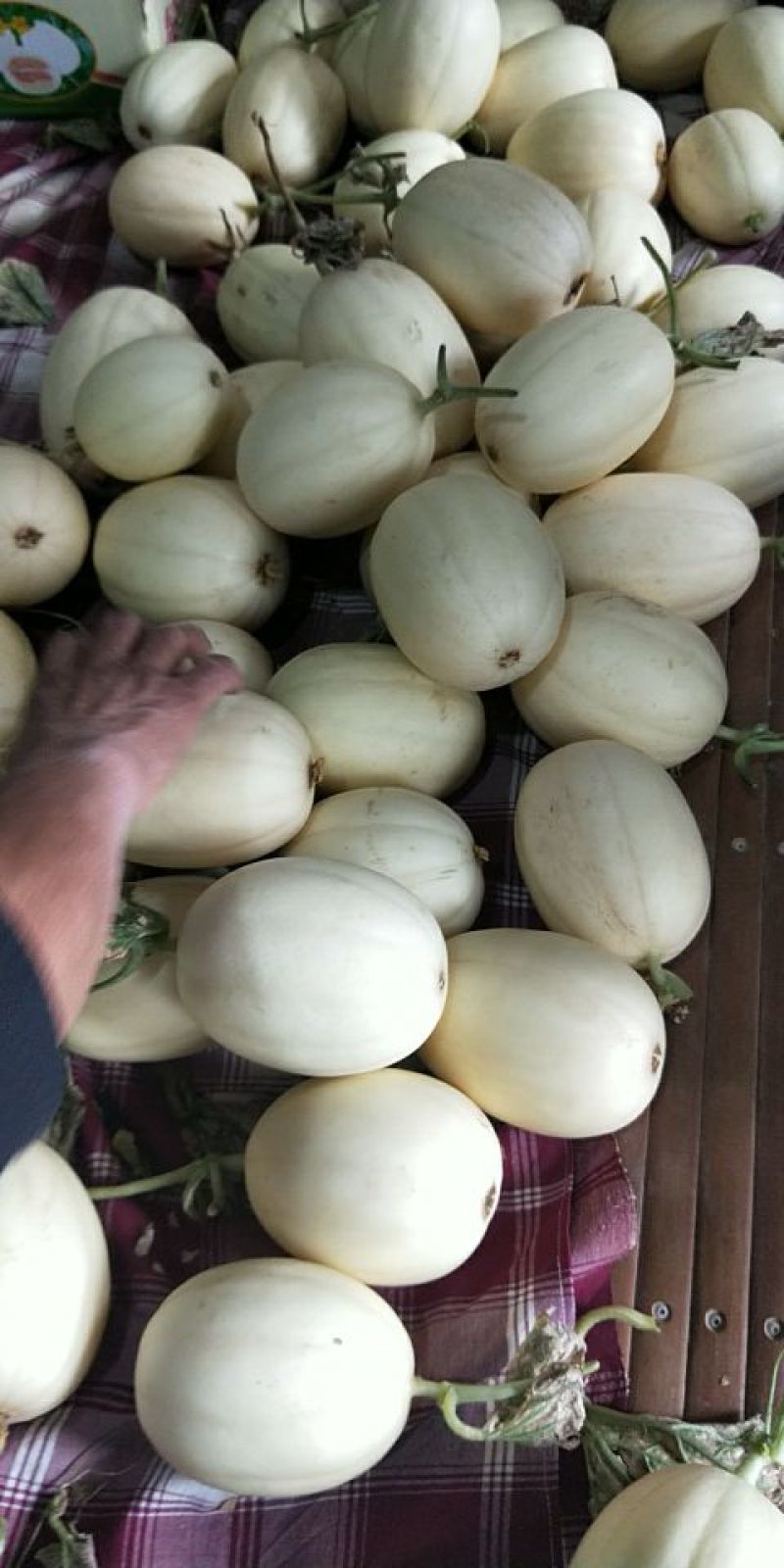 东方蜜，芝麻密，白薄皮