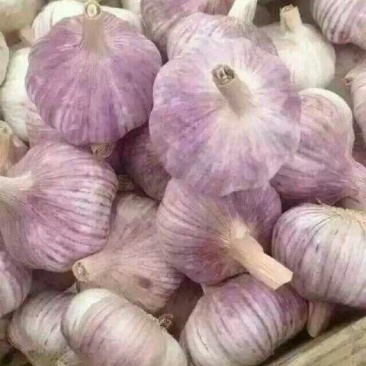 金乡红皮干蒜专业储存