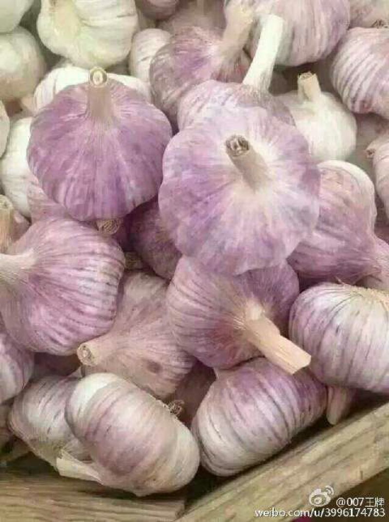 金乡红皮干蒜专业储存