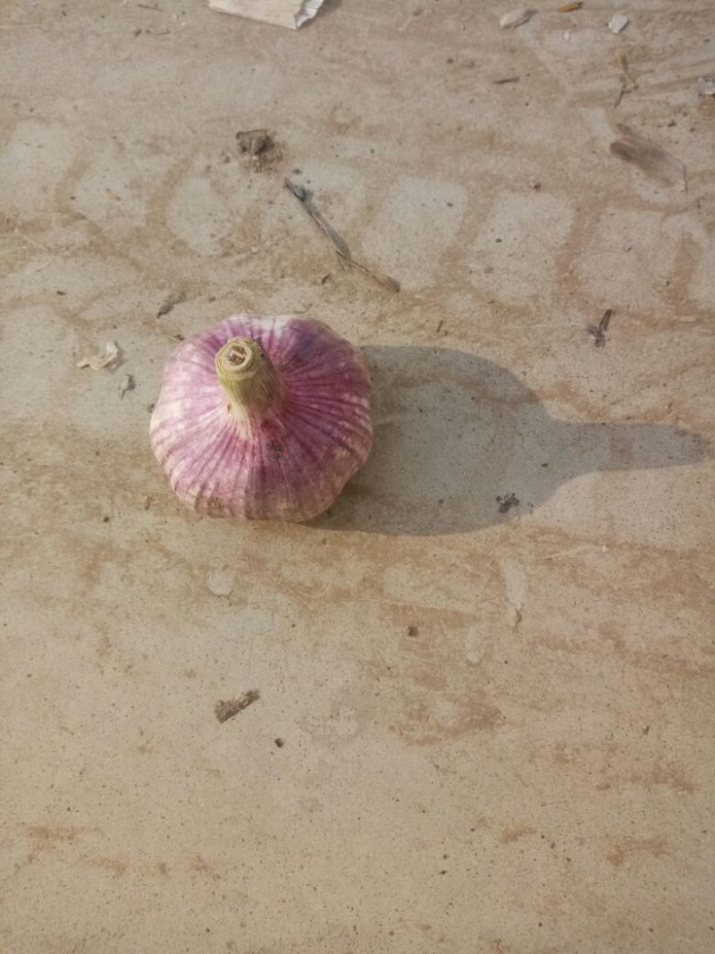 金乡红皮干蒜专业储存