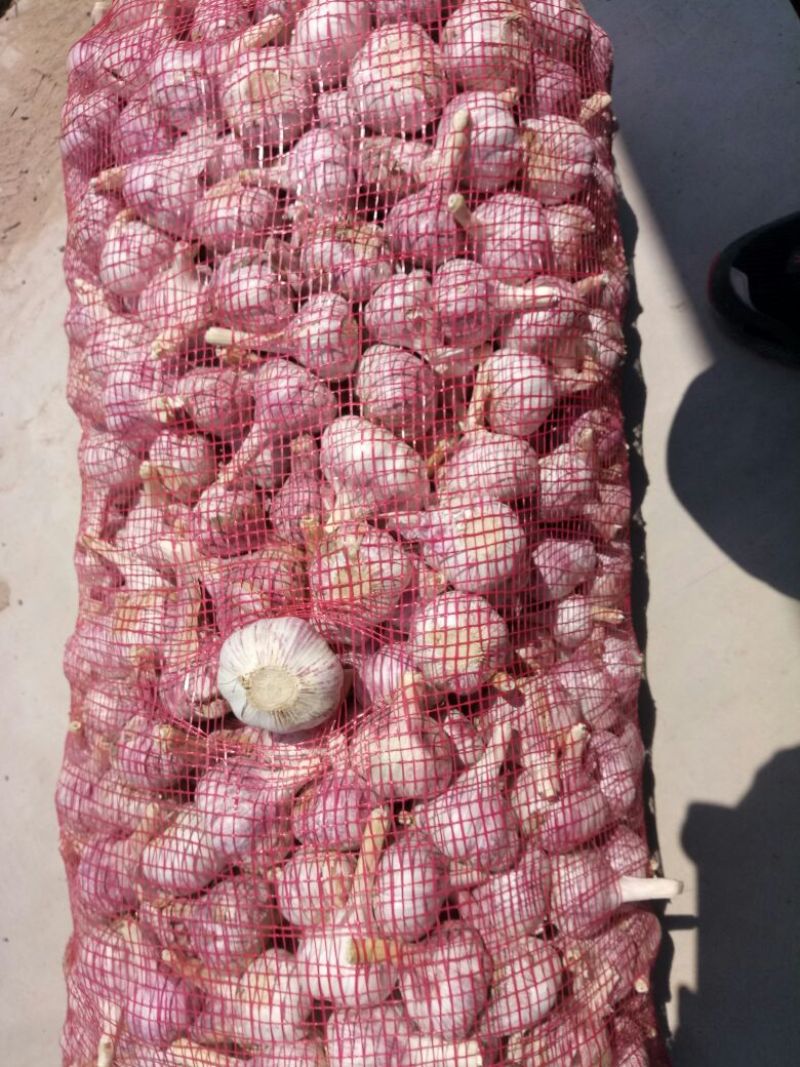 金乡红皮干蒜专业储存