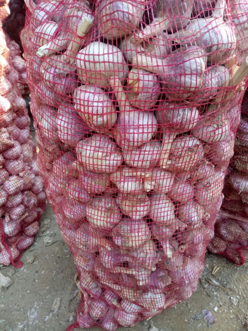 金乡红皮干蒜专业储存